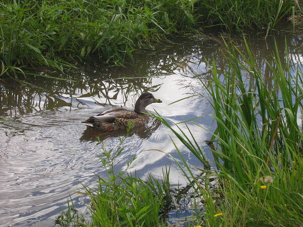 Duck Poster featuring the photograph Duck swimming in stream by Devorah Shoshanna