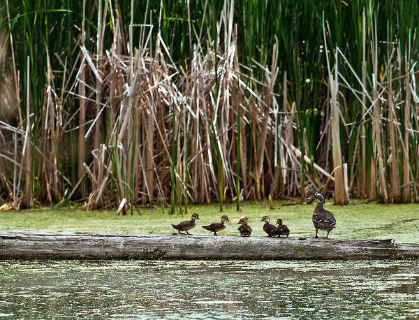 Wood Duck Poster featuring the photograph Ducks All In A Row by Ed Peterson