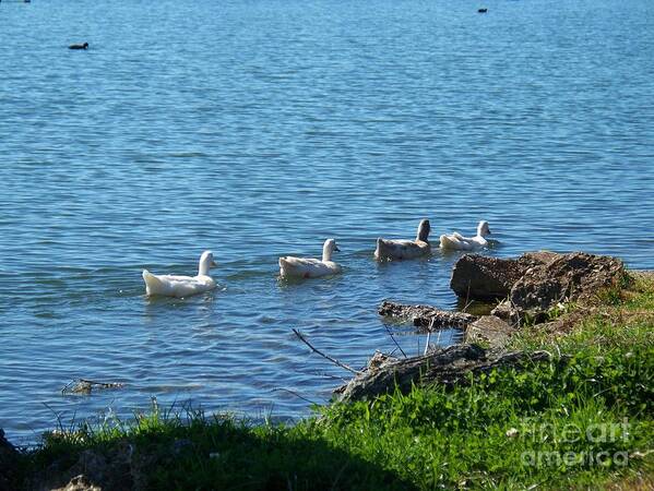 Ducks In A Row Poster featuring the photograph Ducks In A Row by Seaux-N-Seau Soileau