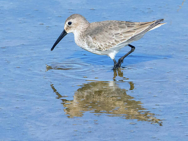 Dunlin Poster featuring the photograph Dunlin 9910-120317-1cr by Tam Ryan