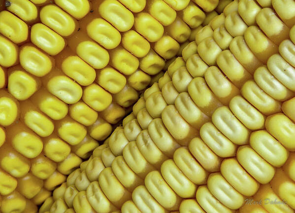  Poster featuring the photograph Ears of Corn #1 by Mark Dahmke