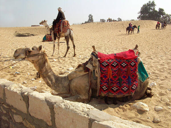 Egypt Poster featuring the photograph Egypt - Camel getting ready for the ride by Munir Alawi
