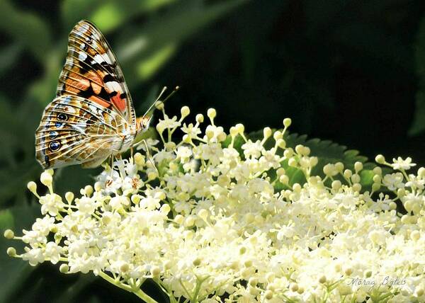 Butterfly Poster featuring the photograph Elderflower and Butterfly by Morag Bates