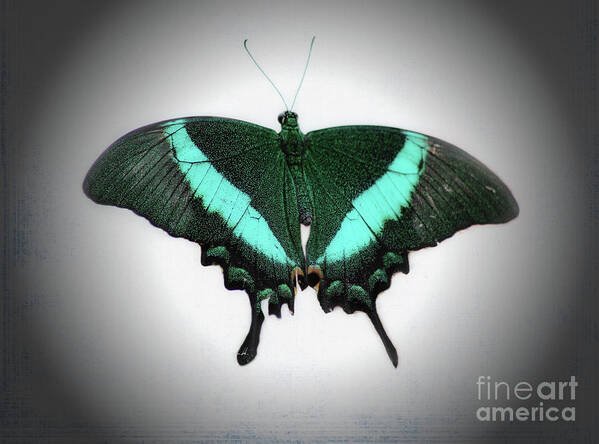 Macro Poster featuring the photograph Emerald Swallowtail Butterfly by Karen Adams