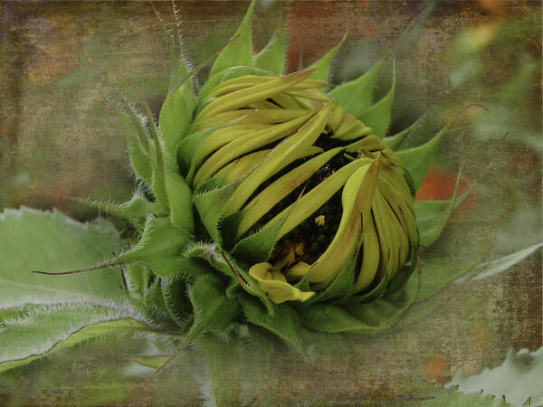 Sunflower Poster featuring the photograph Emerging Sunflower by Judy Hall-Folde