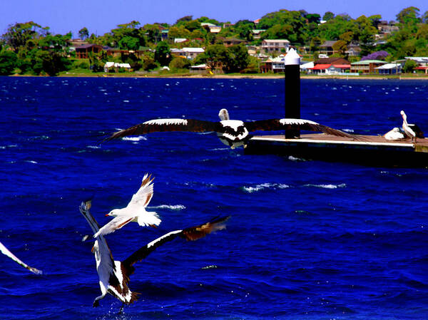 Pelican Poster featuring the photograph Everyone On The Move At Greenwell Point by Miroslava Jurcik
