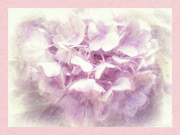 Mona Stut Poster featuring the mixed media Elegant Faded Pink Hortensia by Mona Stut