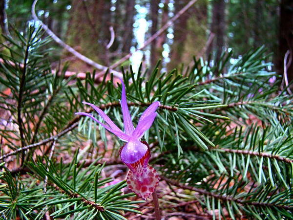 Calypso Lily Poster featuring the photograph Fairy Slipper by Nick Kloepping