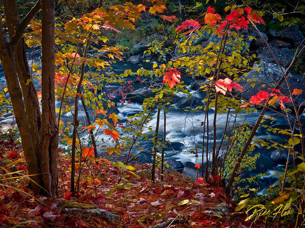 Autumn Poster featuring the photograph Fall - Streamside, by Rikk Flohr