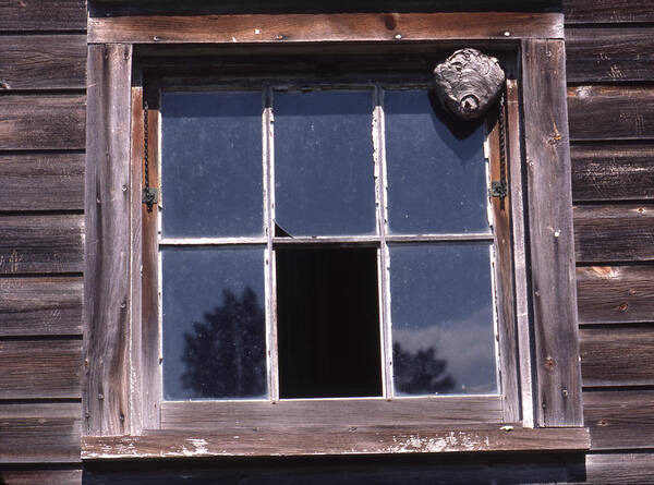 Window Poster featuring the photograph FArm Window with paper wasp nest by Paul Ross