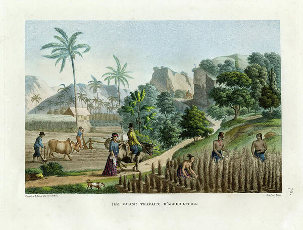 Guam Poster featuring the drawing Farming on Guam Island by Thomas Walsh