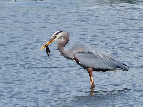 Heron. Egret Poster featuring the photograph Favorite Snack by VLee Watson