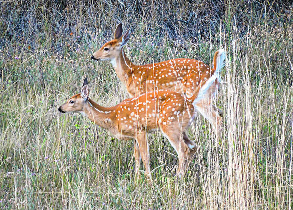 Deer Fawns Poster featuring the photograph Fawns at Bigfork by L J Oakes