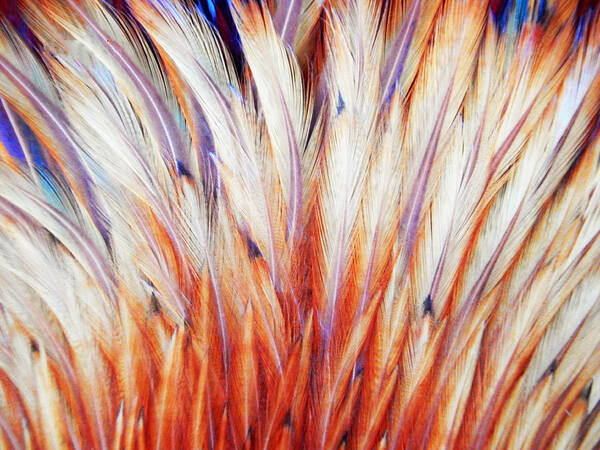 Feathers Poster featuring the photograph Feather Fan Abstract by Jan Gelders