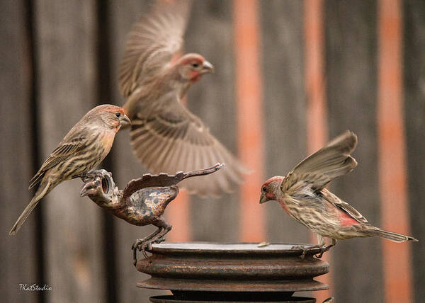 Male House Finches Poster featuring the photograph Feeding Finches by Tim Kathka