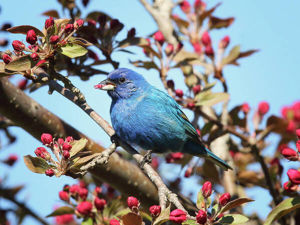 Indigo Bunting Poster featuring the photograph Feeding on the Buds by Duane Cross