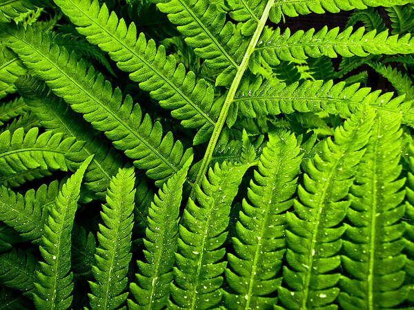 Fern Poster featuring the photograph Fern by Neil Pankler