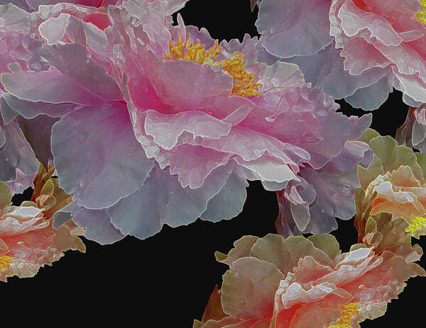 Peony Fantasies Poster featuring the digital art Floating Bouquet 3 by Lynda Lehmann