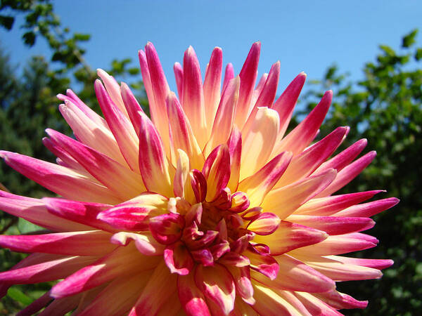 Flowers Poster featuring the photograph Floral art Pink Yellow Dahlia Flower Baslee Troutman by Patti Baslee