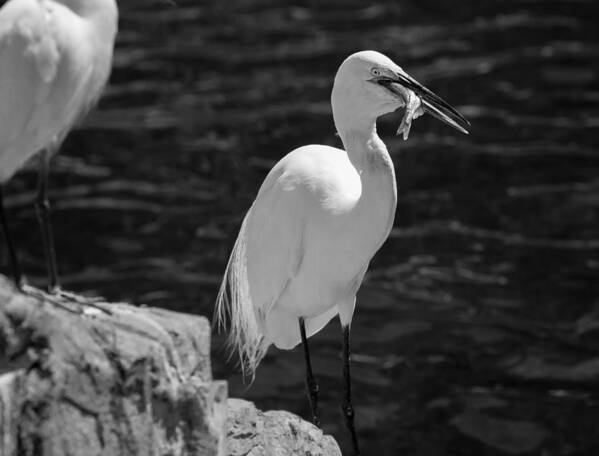 Florida Poster featuring the photograph Florida White Egret by Jason Moynihan