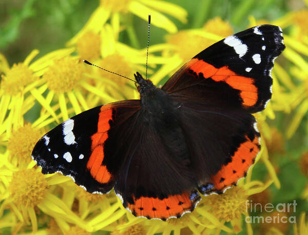 Donegal On Your Wall Poster featuring the photograph Red Admiral Flutter Donegal by Eddie Barron
