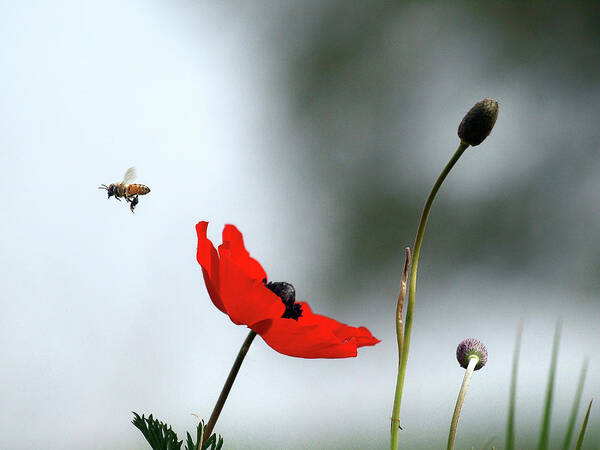 Bee Poster featuring the photograph Flying Away by Meir Ezrachi