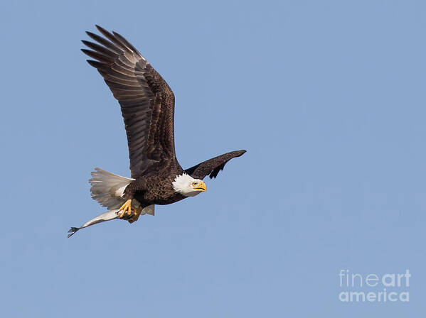 Bald Eagle Poster featuring the photograph Flying Fish by Art Cole