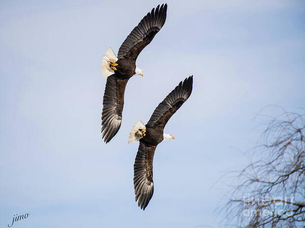 Eagles Poster featuring the photograph Flying in Formation by Jim Hatch