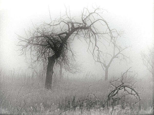 Tree Poster featuring the photograph Fog 005 by Mimulux Patricia No