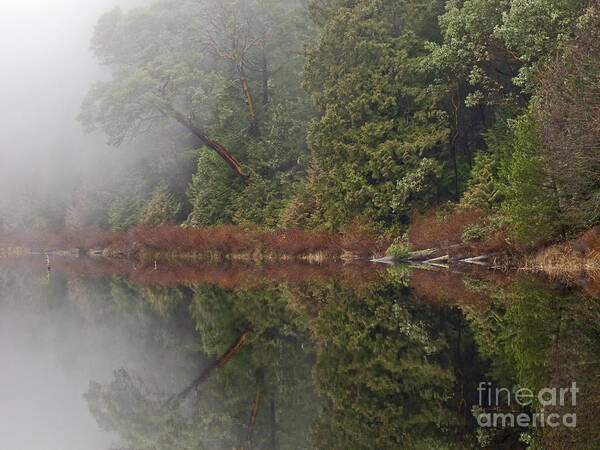 Fir Poster featuring the photograph Foggy reflections by Inge Riis McDonald