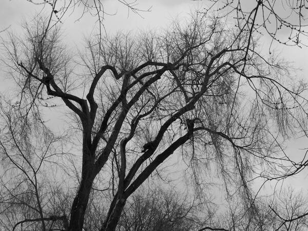 Tree Poster featuring the photograph Foreboding by Michelle Miron-Rebbe