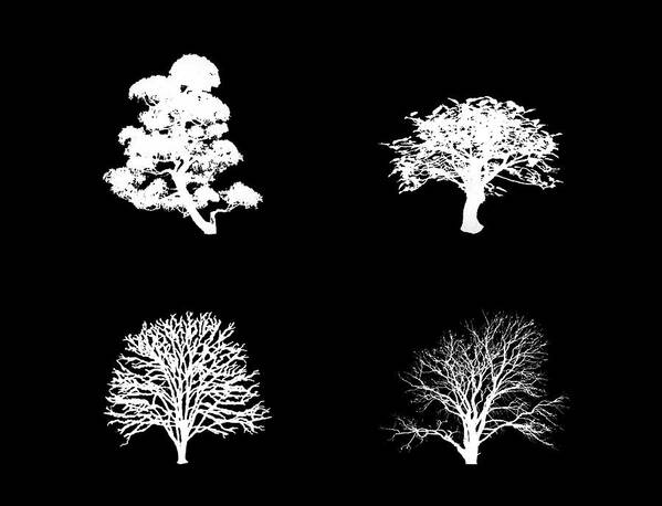 Black Poster featuring the digital art Bushy White Trees by Roy Pedersen