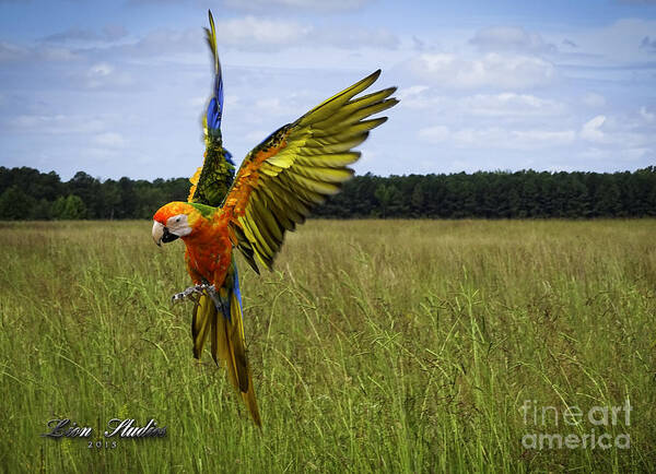 Photoshop Poster featuring the photograph Free Flying by Melissa Messick