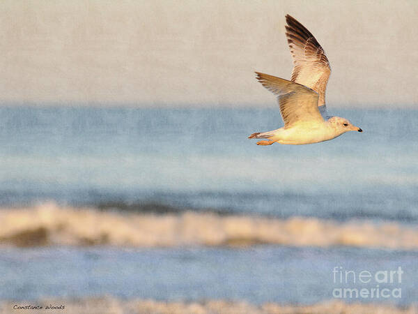 Bird Poster featuring the painting Free To Soar by Constance Woods