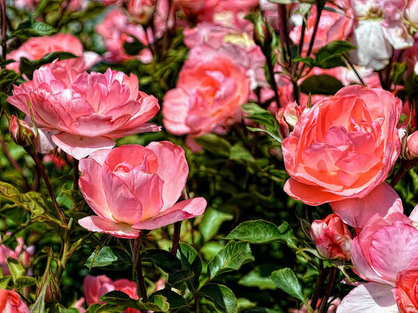 Rose Poster featuring the photograph Fresh Pink Roses by Glenn McCarthy Art and Photography