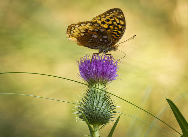 Great Spangled Fritillary Poster featuring the photograph Fritillary On Thistle 2013-2 by Thomas Young