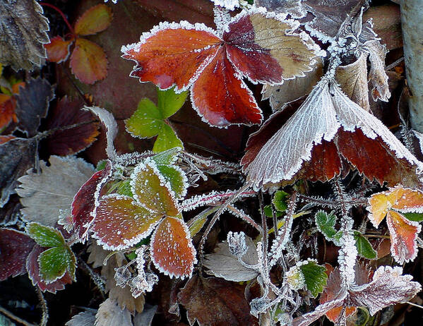 Red Poster featuring the photograph Frosted Strawberries by Shirley Heyn