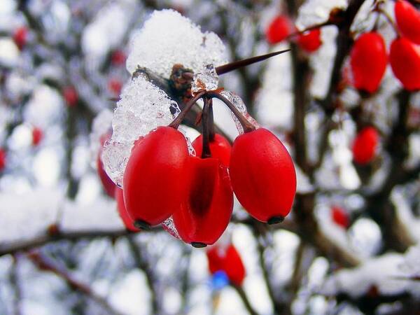 Nature Poster featuring the photograph Frozen Red Berries by Ms Judi