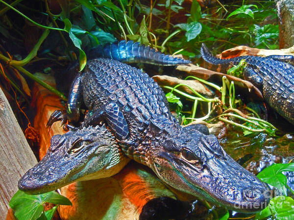  Poster featuring the photograph Gators 2 by David Frederick