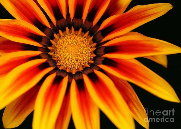 Gazania Poster featuring the photograph Gazania L by Sabrina L Ryan