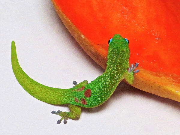 Gecko Poster featuring the photograph Gecko Eating Papaya by Bette Phelan