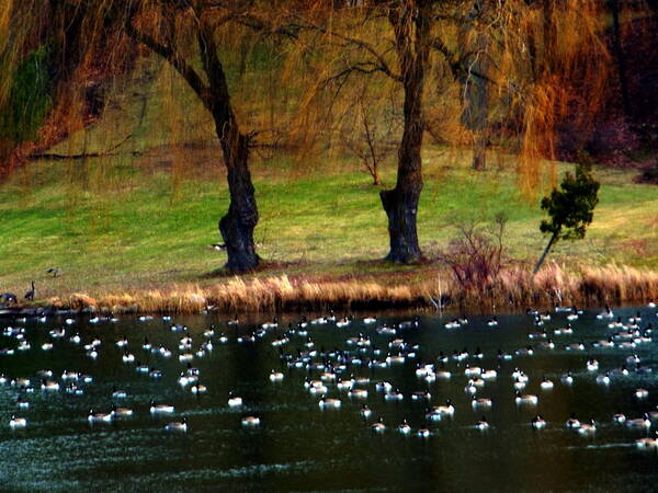 Canada Goose Poster featuring the photograph Geese Weeping Willows by Rockin Docks Deluxephotos