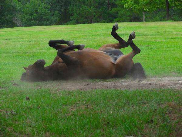 Horse Poster featuring the photograph Getting Dirty by Carl Moore