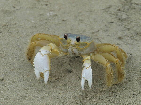 Ghost Poster featuring the photograph Ghost Crab - 1 by Jeffrey Peterson