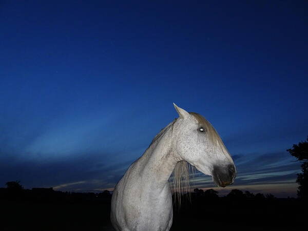 Horse Poster featuring the photograph Ghost Horse by Susan Baker