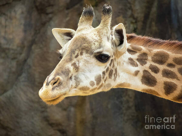 Giraffe Poster featuring the photograph Giraffe Up Close by JB Thomas