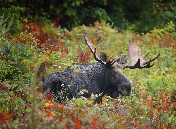 Moose Poster featuring the photograph Giving Me the Eye by Duane Cross