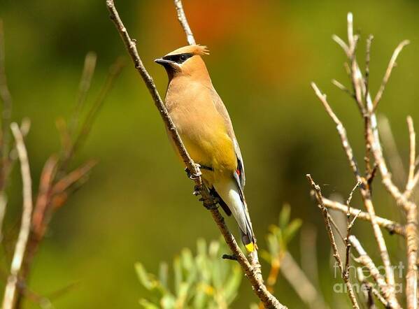 Cedar Waxwing Poster featuring the photograph Glacier Cedar Waxwing by Adam Jewell
