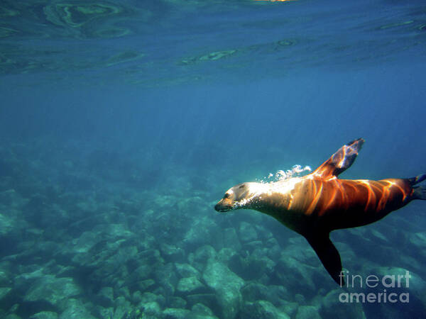 Sea Lion Poster featuring the photograph Gliding Beauty by Becqi Sherman