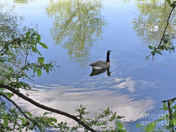 Nature Poster featuring the photograph Gliding Goose by Barbara Plattenburg